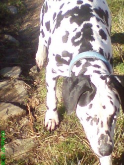 Dalmatian, Labrador, Chinese Crested Hairless, X Breed, Crossbreed