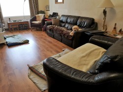 Sofa, Settee, Comfortable, Pampered, Dogs
