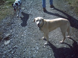 Labrador, Dalmatian, blind,