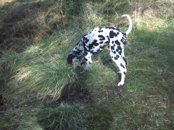 Dalmatian, Labrador, Chinese Crested Hairless, X Breed, Crossbreed