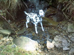 Dalmatian, Labrador, Chinese Crested Hairless, X Breed, Crossbreed