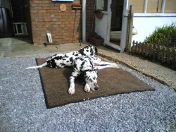 Dalmatian, Labrador, Chinese Crested Hairless, X Breed, Crossbreed