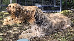 Briards