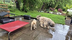 Dogs
