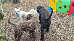Dogs