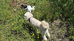 Dogs