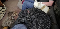 sofa settee comfort