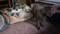cockerpoo poodle
