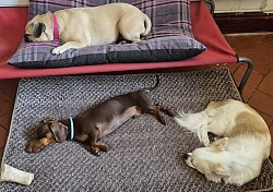sleeping dogs