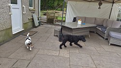 Dogs