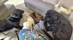 Dogs