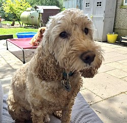 cockerpoo