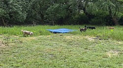 Paddock