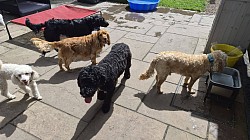 Dogs