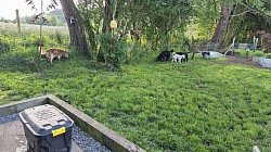 Dogs