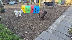Dogs