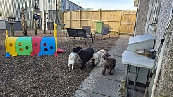 Dogs