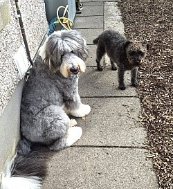 Old English Sheepdog