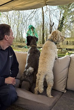 Dogs