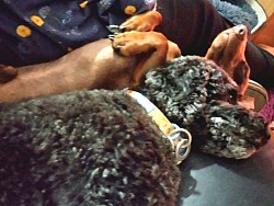 sleeping dogs