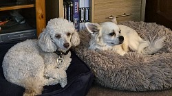 sleeping dogs