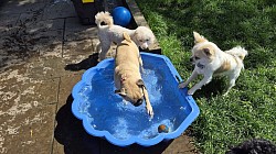 Paddling Pool