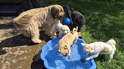 Paddling Pool