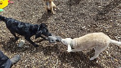 Dogs